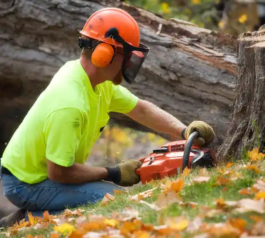 tree services Brock Hall